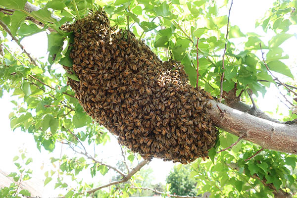 Swarm of bees in a tree
