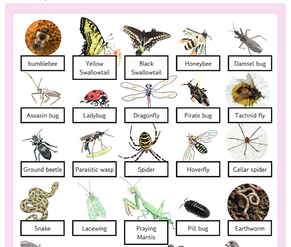 Beneficial insect images like ladybug, ground beetle, and spider with corresponding vocabulary underneath each image.