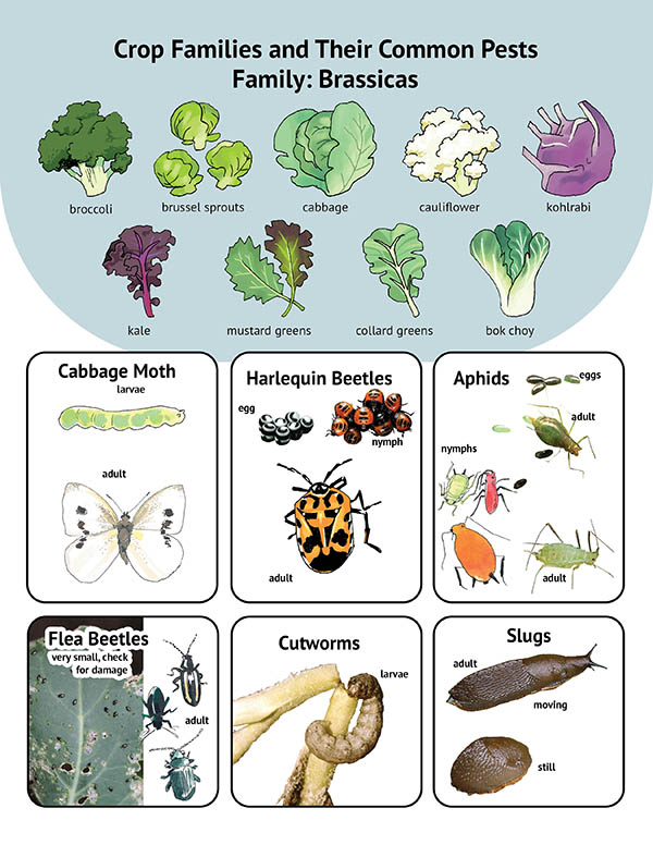 Illustrations of brassicas (broccoli, brussel sprouts, cabbage, and others) and images of common pests associated with brassicas