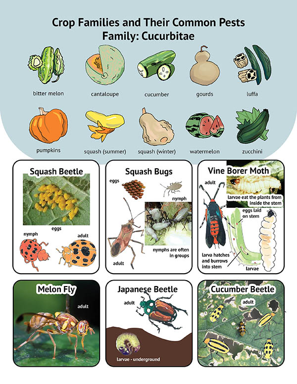 Illustrations of cucurbitae (bitter melon, cantaloupe, cucumber and others) and images of common pests associated with cucurbitae