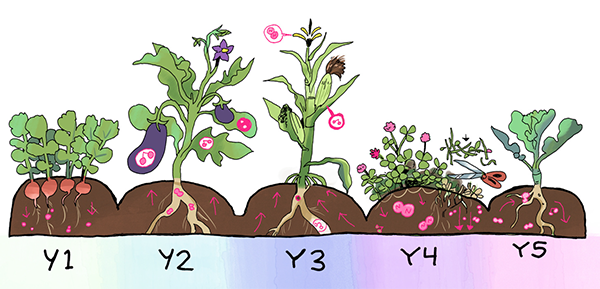 A five-year crop rotation cycle with different plants, soil layers, and arrows indicating nutrient flow.