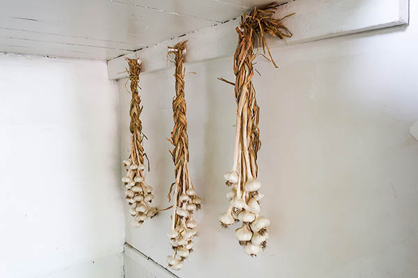 Braids of garlic hanging to dry in a clean, white storage room.