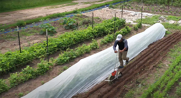 Farmer using earthway precision seeder