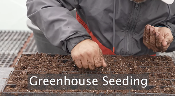 Person in greenhouse, planting seeds in slot tray