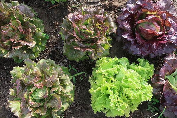 Growing lettuce heads