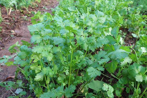 A cilantro plant in the ground.