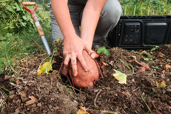 A farmer pulling up a big sweet potato from the soil. In the background is a plastic crate and a harvesting fork.