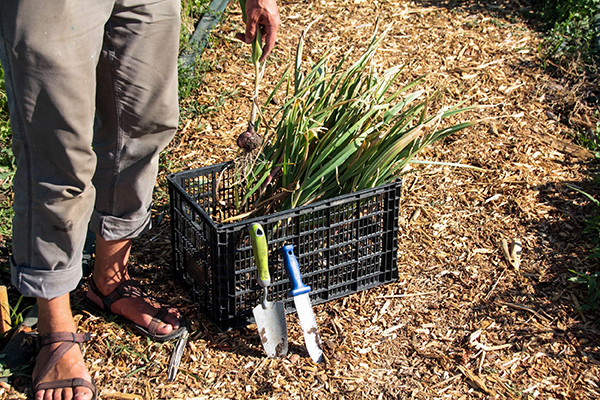 A farmer from the waist down, placing a bulb of garlic into a plastic crate full of harvested garlic.