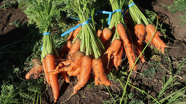 Freshly harvested bundles of carrots