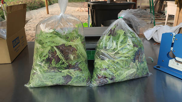 Two bags of lettuce at on a market table