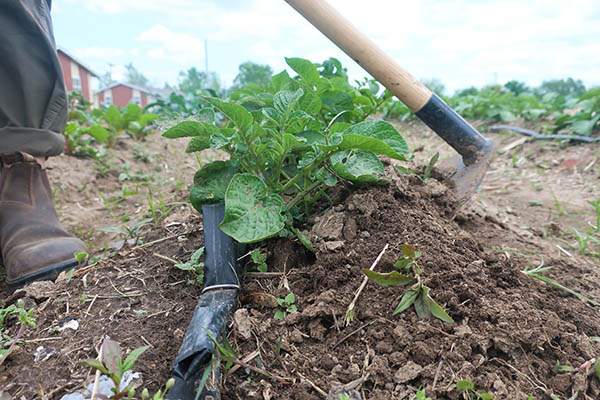 A hoe piling soil around the sides of a potato plant; also known as hilling potatoes.