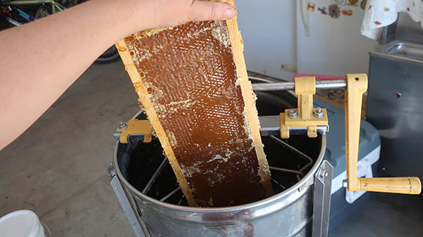Farmer harvesting honey