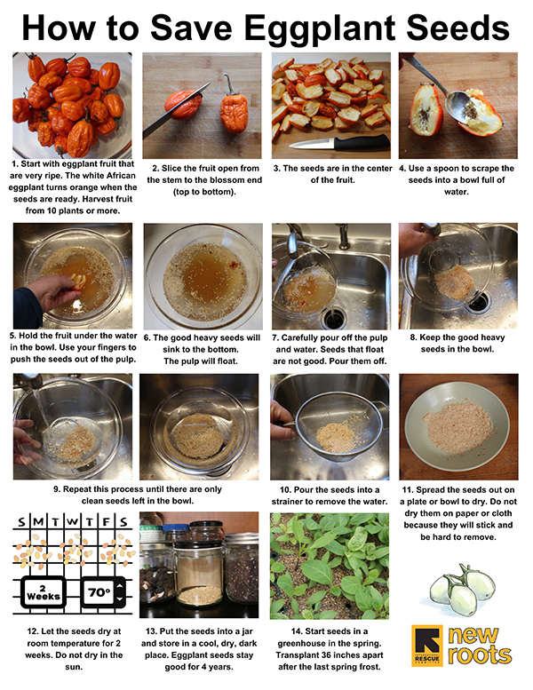 A grid of images featuring each step in the process of saving eggplant seeds.