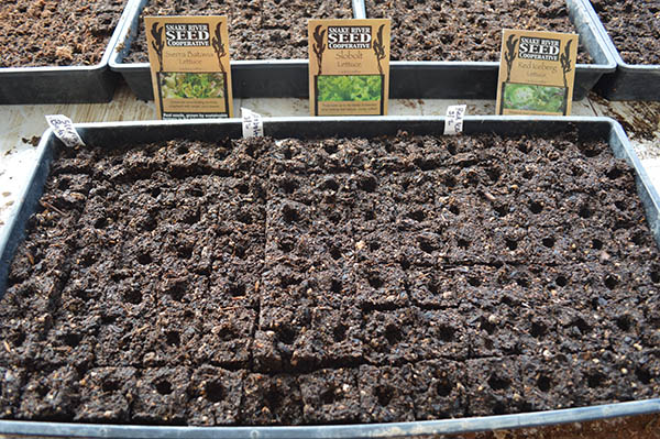 Flat of soil blocks in a greenhouse