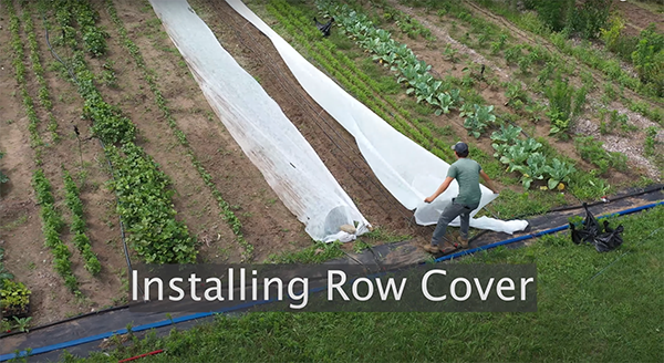 Farmer installing row cover