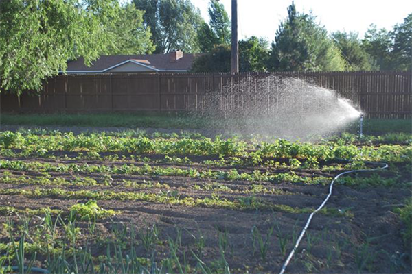 Image of a sprinkler on the end of a hose, watering several rows of vegetable plants.