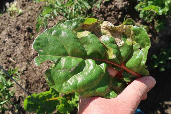 Hand holds swiss chard leaf damaged by leafminer insect pest.