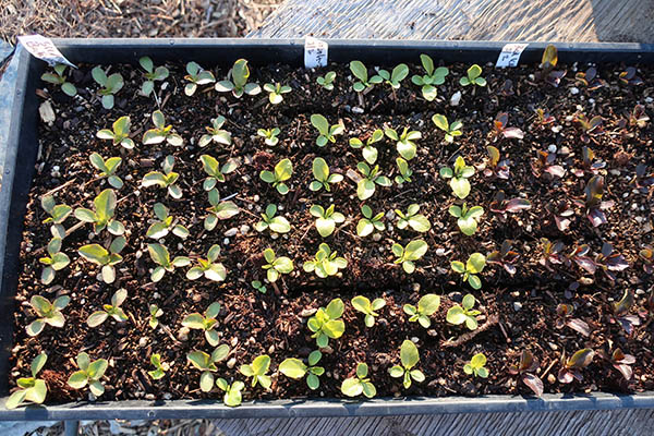 Lettuce seedlings in a tray