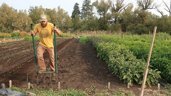 Farmer using broadfork to prepare the soil