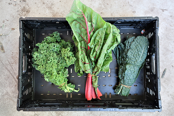 Kale and swiss chard in bunches tied with rubber bands, placed in a plastic crate.