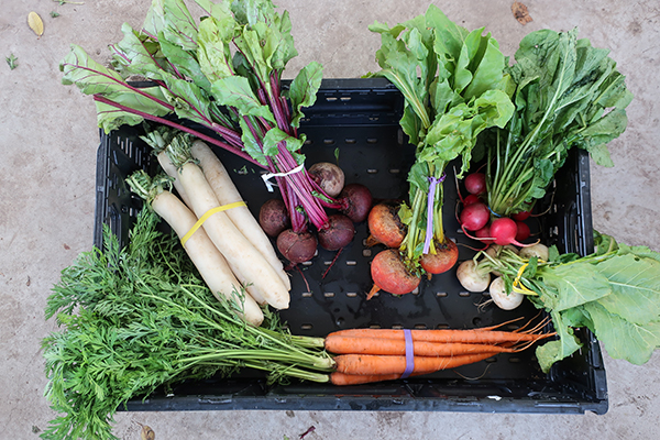 Roots crops in bunches in a plastic tote. From right to left- daikon radishes, red and gold beets, red radishes, turnips, and carrots.