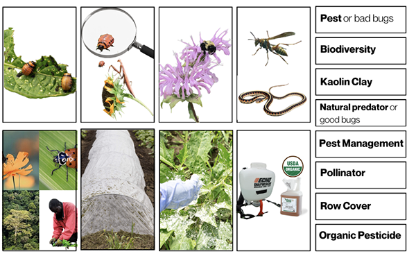 Pest management images like biodiversity, pollinator, and row cover next to a column of matching vocabulary words.