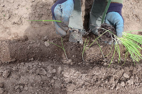 Farmer transplanting onion starts