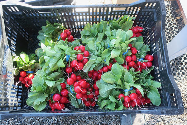 A crate of clean harvested radish