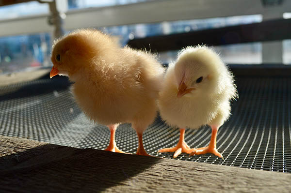 Two fluffy baby chickens, chicks, feathers glinting in the sun.