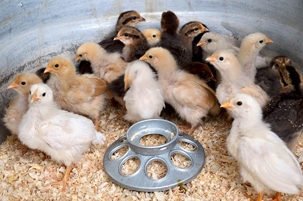 Two fluffy baby chickens, chicks, feathers glinting in the sun.