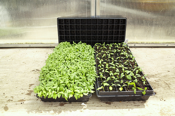 Two trays of pepper seedlings, one before thinning and one after thinning.