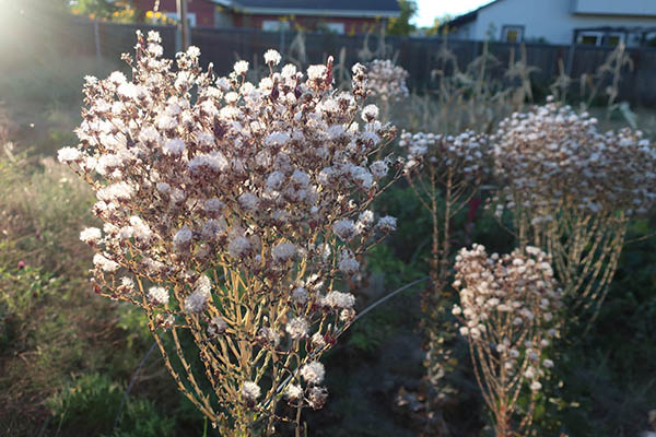 Lettuce plants gone to seed in the field