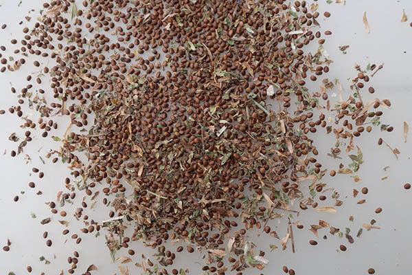 A pile of seeds with chaff on a table