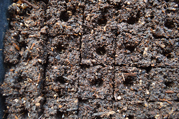 Close up of soil blocks in a flat