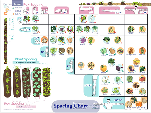 A colorful poster that shows the needed spacing for 54 different common specialty crops grown by American farmers. The horizontal axis shows row spacing, and the vertical axis shows plant spacing.