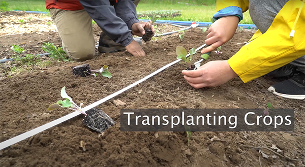 Farmers transplanting plants into the field