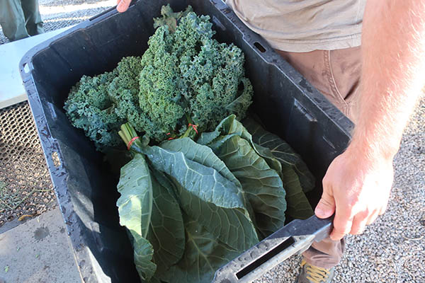Farmer holding a box of harvested greens