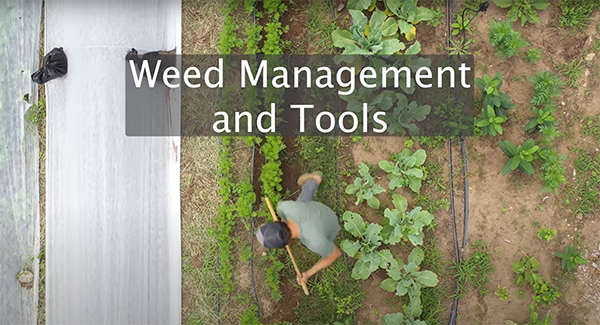 Farmer removing weeds from the garden using a hoe