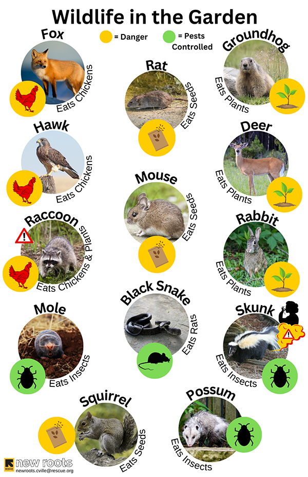 Poster with types of wildlife including fox, hawk, raccoon, possum, and others with a description of dangers or pest control associated with the species.