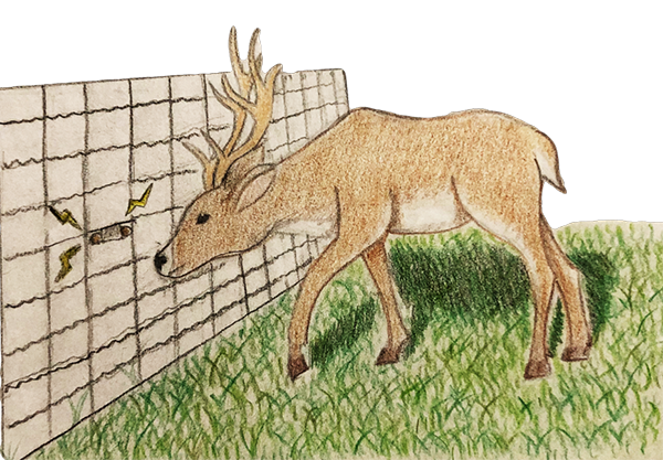 Colored pencil illustration of a deer approaching an electric fence baited with peanut butter.