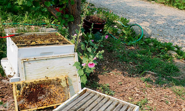 An open beehive next to flowers and a fruit tree. A hive tool rests on top of the beehive.