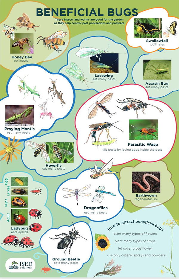 A colorful poster that shows a variety of beneficial insects for your garden including earthworm, ground beetle and honey bee and how to encourage them.