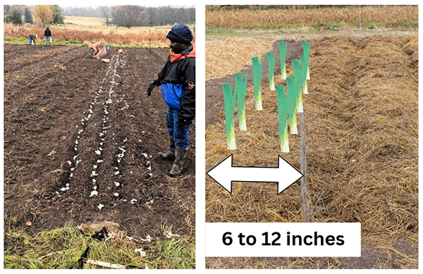 Farmers plant garlic in a field with spacing of 6 to 12 inches between plants.
