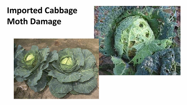 Images of green cabbages with holes in them from moth damage.