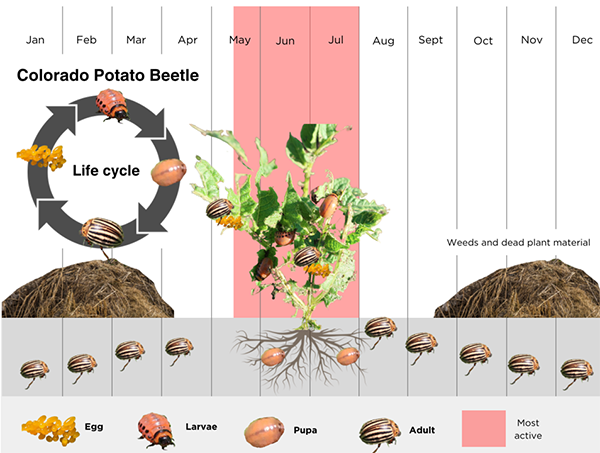 The life cycle of a colorado potato beetle overlays a calendar showing where the beetle is spends different times of year, like underground or on plant stalks.