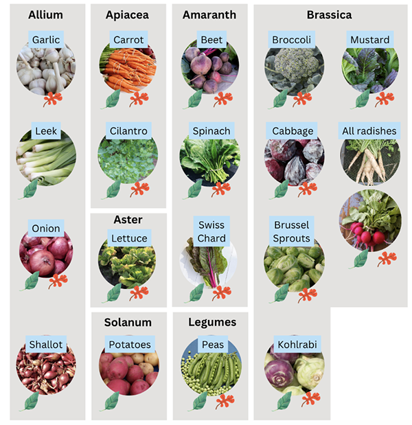 A chart of cool season crops like garlic, carrots, and beets in grey boxes that correspond to their plant family.