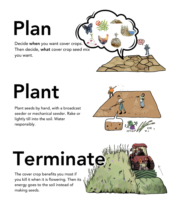 Farmer deciding they need to plan, plant, and terminate their cover crops.