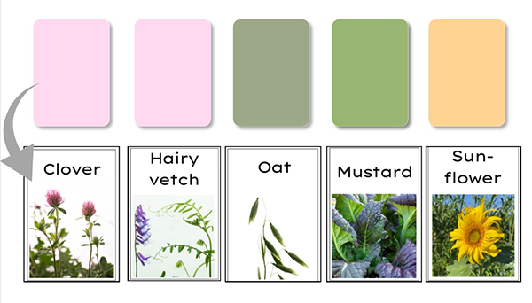 Flashcards of various cover crops as found within this card activity.