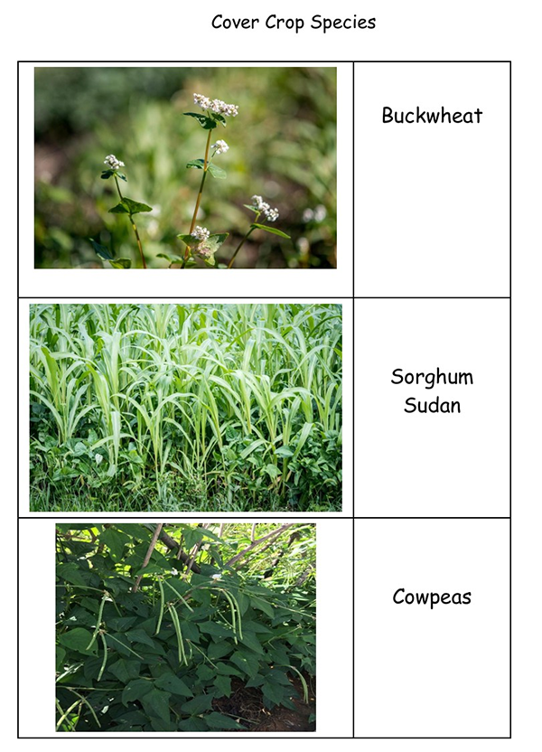Images of three cover crop species growing in the field: Buckwheat, Sorgum Sudan Grass, and Cowpeas.