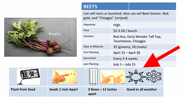 Image shows a bunch of three beets, with text and illustrations describing how to plant beets.